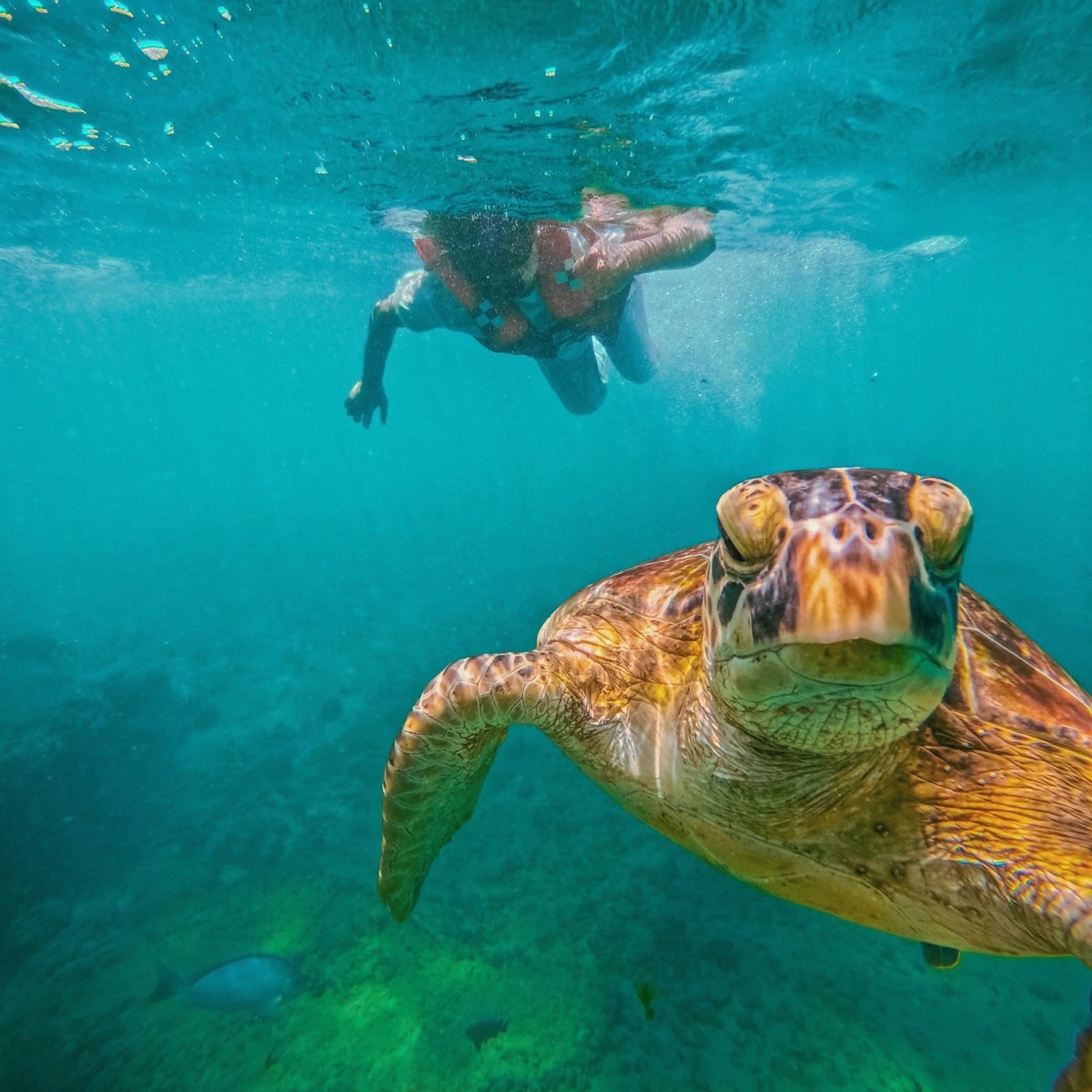 Swimming underwater beside a sea turtle